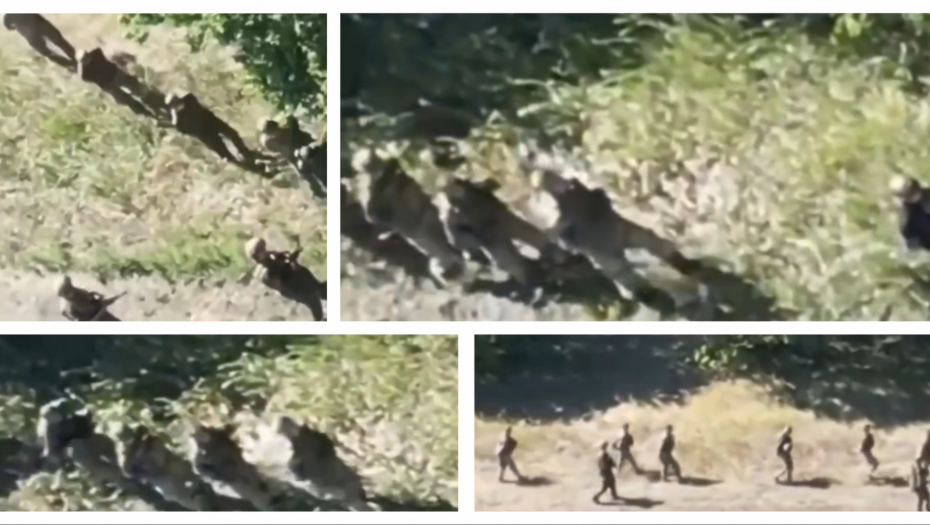 POGNUTE GLAVE KORAČAJU KA NEPRIJATELJU Predaja vojnika kod Kurska! (FOTO/VIDEO)