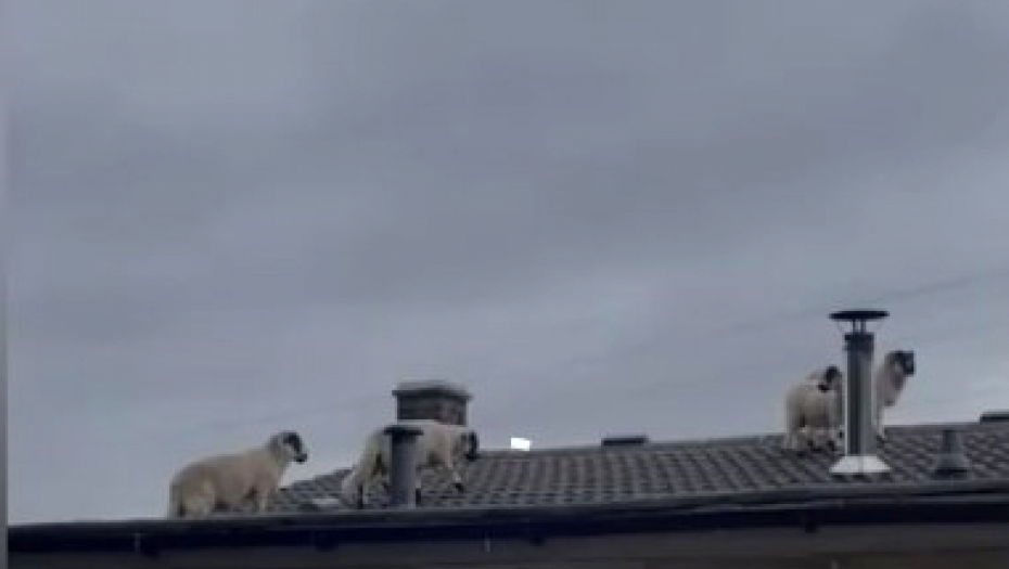 ČULA NEOBIČNO LUPANJE NA KROVU, MISLILA DA JE LOPOV Kad je pogledala gore, umalo se nije onesvestila od šoka! (VIDEO)