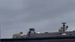 ČULA NEOBIČNO LUPANJE NA KROVU, MISLILA DA JE LOPOV Kad je pogledala gore, umalo se nije onesvestila od šoka! (VIDEO)