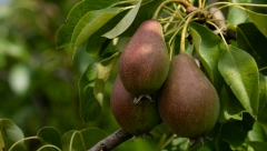 ZNATE LI ŠTA ZAPRAVO ZNAČI IZRAZ "PAO SA KRUŠKE"? Svi koristimo ovu frazu, a pojma nemamo odakle potiče