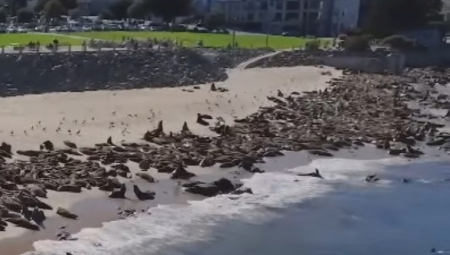 NEOBIČNI POSETIOCI ZAUZELI PLAŽU Do daljeg zabranjeni kupanje i boravak - kazna je drakonska! (VIDEO)