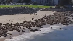 NEOBIČNI POSETIOCI ZAUZELI PLAŽU Do daljeg zabranjeni kupanje i boravak - kazna je drakonska! (VIDEO)
