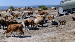 HEROJI, VI STE PONOS SRBIJE! Vojska spasila od sigurne smrti stoku na Staroj planini