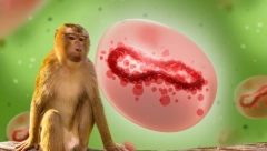 ,,MNOGO BOLI I SVRBI" Majmunske boginje nastavljaju da haraju svetom, doktori otkrivaju koliko traje infekcija