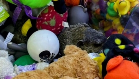 DEVOJČICA PRIŠLA AUTOMATU ZA IGRAČKE Kada je videla da se unutra nešto pomera, zanemela od šoka! (FOTO)