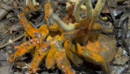 ISTRAŽIVAČ NAIŠAO NA JEZIV PRIZOR Tarantula umire i gubi kontrolu nad sobom, kada vidite šta je napalo, zanemećete! (VIDEO)