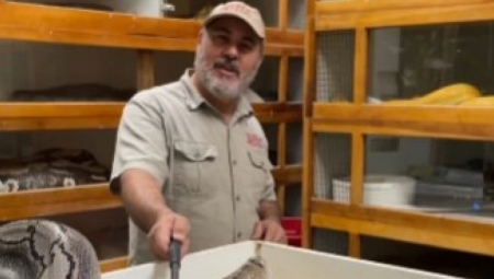 JEZIVI GMIZAVAC MUNJEVITOM BRIZNOM ISKOČIO IZ KUTIJE Životinja razjapila ogromne čeljusti, iskoristila sekund čovekove nepažnje (VIDEO)