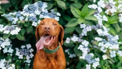 JEDAN ZALOGAJ MOŽE DA BUDE FATALAN Ako ovo voće pojede vaš pas, hitno morate kod veterinara