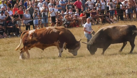 JEDINSTVENA VOLOVSKA KORIDA NA MANJAČI Najsnažniji i najljući bikovi ukrstili rogove , a da vidite tek GRDOSIJU koji je ovogodišnji pobednik