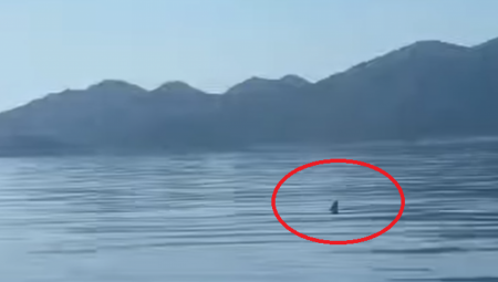 ODMAH SU ZGRABILI KAMERU DA SNIME Osvanuo zastrašujuć prizor u Neretvanskom kanalu (VIDEO)
