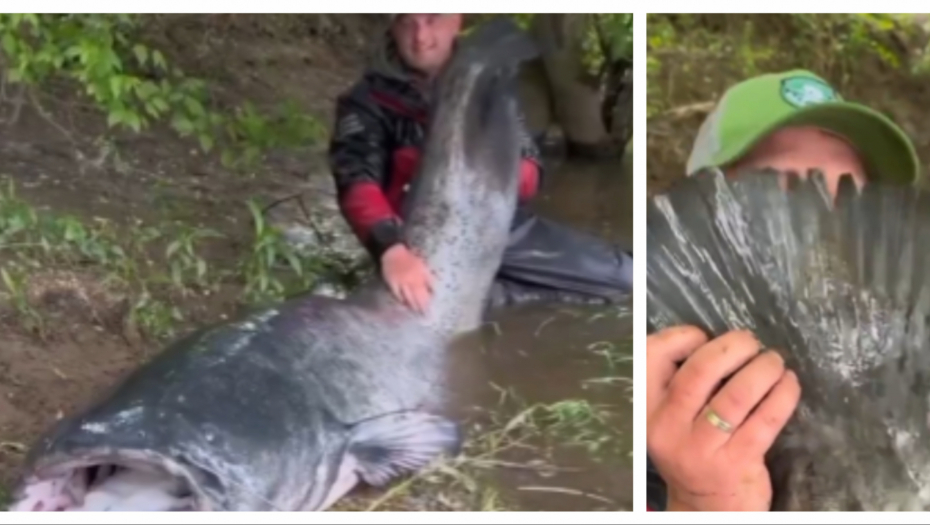 POGLEDAJTE KAKVU "NEMAN" JE OVAJ ČOVEK UPECAO Peraje veliko kao ljudska glava (VIDEO)