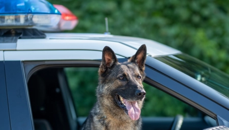 PRVO MU JE RUKA AMPUTIRANA, A ONDA JE UMRO Porodica u SAD neutešna: Nije trebalo da puste policijskog psa na njega