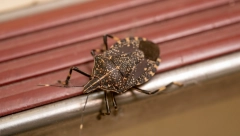 NEĆETE IH NI VIDETI OVE JESENI Poprskajte ovo sredstvo po kući, smrdibube će preći kod komšije
