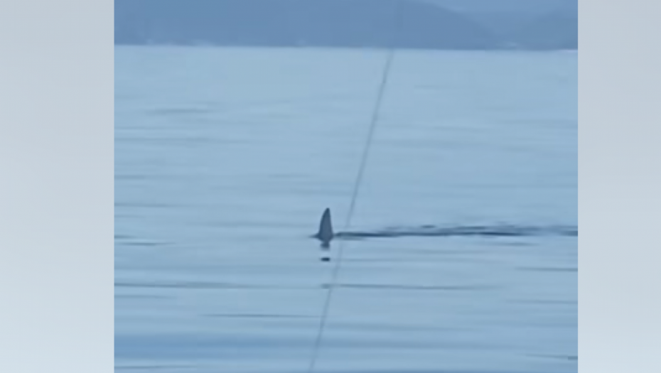 OGROMNA NEMAN UOČENA U JADRANU! Ribari mu se približili, pa ostali u ŠOKU! (VIDEO)