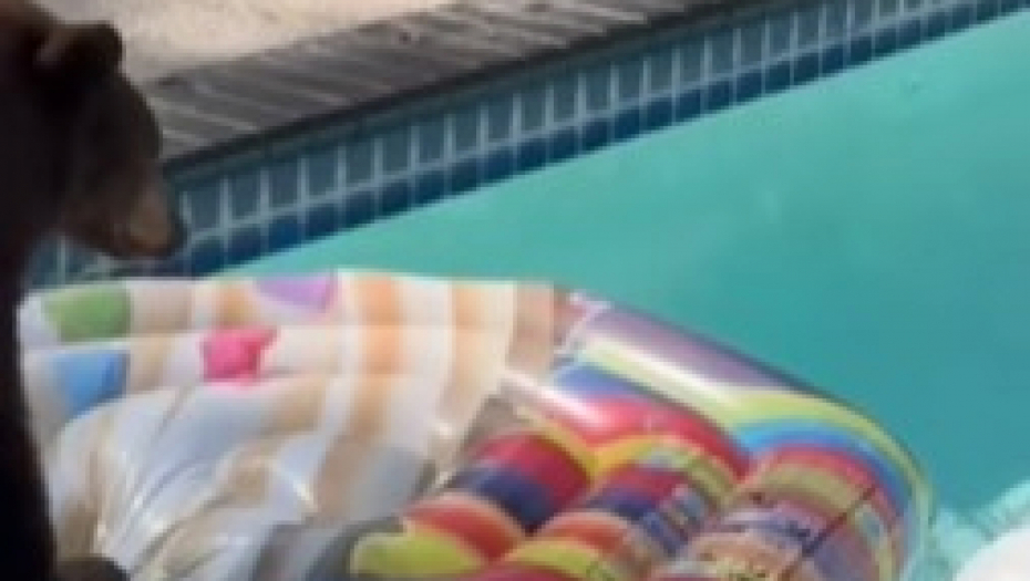 DIVLJA ZVER SVRATILA NA BAZEN Rešila da se malo opusti, pa uradila nešto neverovatno - snimak zapalio internet!