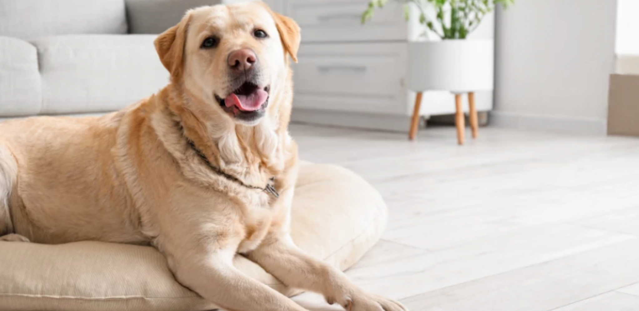 VIC DANA Došao Mujo na večeru kod tašte, i tokom cele večeri, taštin ker nije skidao pogled sa Muje....