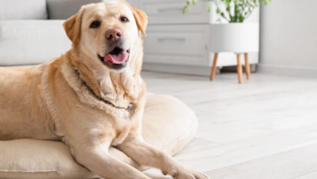 VIC DANA Došao Mujo na večeru kod tašte, i tokom cele večeri, taštin ker nije skidao pogled sa Muje....