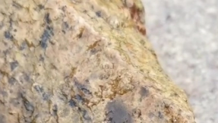 POGLEDAO U STENU, PA PRIMETIO NEŠTO ŽIVO I LJIGAVO Ovo jezivo biće je potpuna misterija, pratioci u komentarima podivljali! (VIDEO)