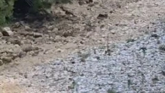 PRESUŠIO IBAR, SVA PASTRAMKA STRADALA?! Alarmantni snimci rečnog korita (VIDEO)