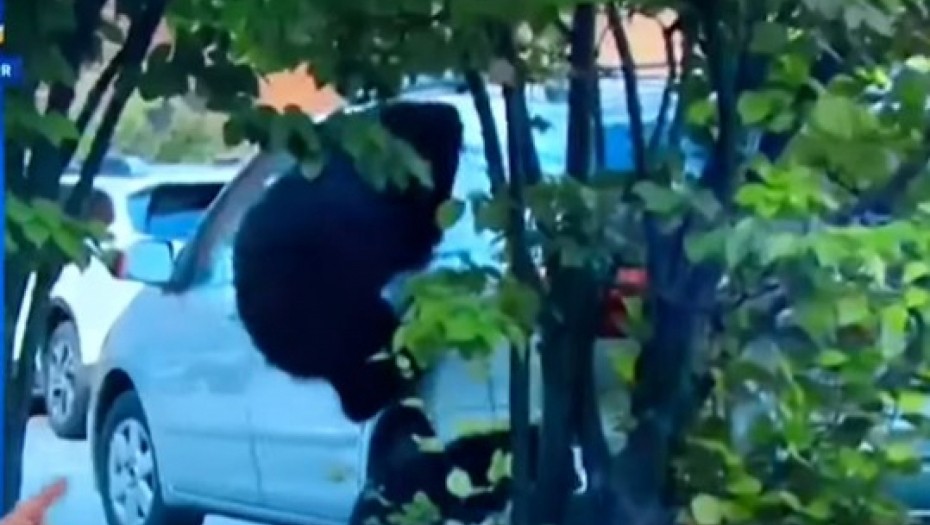 DIVLJA ZVER ZASKOČILA AUTOMOBIL, UMALO GA PREVRNULA Razbila prozor pa upala unutra, hit snimak nasmejao internet! (VIDEO)