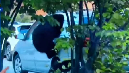 DIVLJA ZVER ZASKOČILA AUTOMOBIL, UMALO GA PREVRNULA Razbila prozor pa upala unutra, hit snimak nasmejao internet! (VIDEO)