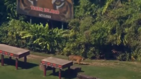 HOROR U ZABAVNOM PARKU Divlji monstrum napao dreserku, skočio na nju pa krenuo da grize i grebe! (VIDEO)