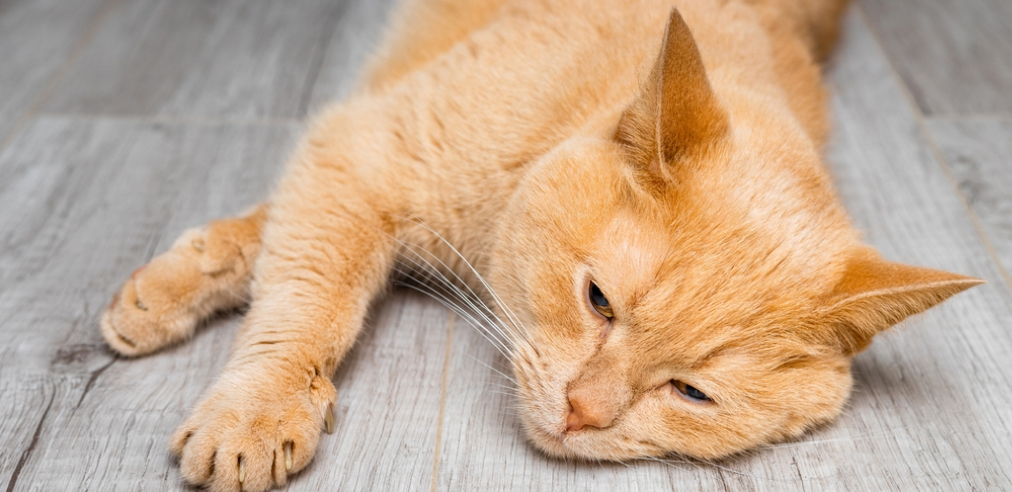 GDE ĆE MU DUŠA? UZNEMIRUJUĆE! Dečak (10) iz Trstenika prilazi mački, šutira je, a potom je gazi do smrti