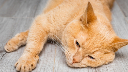 GDE ĆE MU DUŠA? UZNEMIRUJUĆE! Dečak (10) iz Trstenika prilazi mački, šutira je, a potom je gazi do smrti