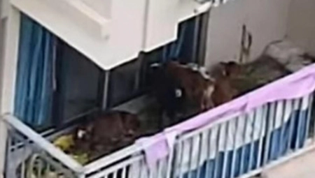 UZGAJAO SEDAM KRAVA NA TERASI STAMBENE ZGRADE: Usledila je komšijska OSVETA! Jednu stvar više nisu mogli da trpe (VIDEO)