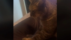 ZNAJU KAD NEŠTO NIJE U REDU Vlasnica je imala jak bol u stomaku, pogledajte šta je njena mačka uradila