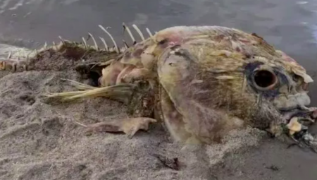 PANIKA MEĐU TURISTIMA Jeziva morska neman pronađena na plaži (FOTO)