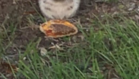 DEBELA ŽIVOTINJA SE ČASTILA ČIZBURGEROM Kao da je došla na izlet, ljudi u neverici jer jede meso! (VIDEO)