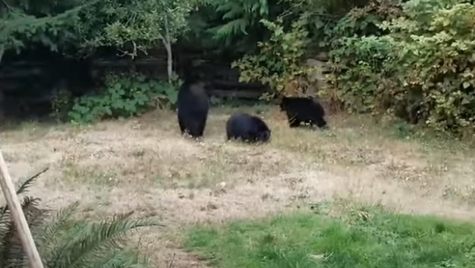 DIVLJE ZVERI MU SE POJAVILE U DVORIŠTU Način na koji im se muškarac obratio nasmejaće vas do suza - prevaspitao ih u dve rečenice! (VIDEO)