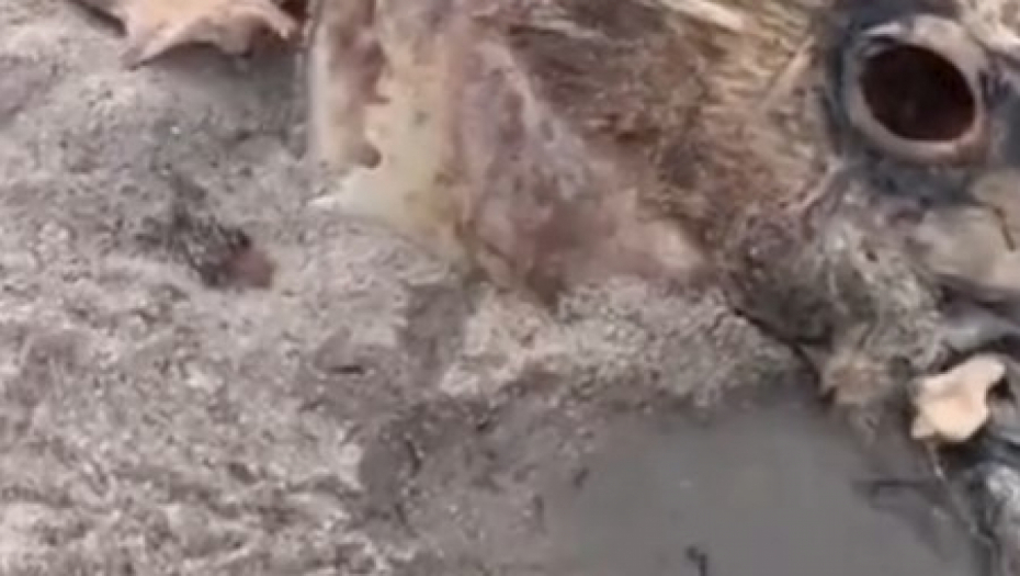 ŠTA JE OVO, LJUDI MOJI? Psi nanjušili ostatke sablasnog morskog stvorenja, niko nema pojma šta je u pitanju! (VIDEO)