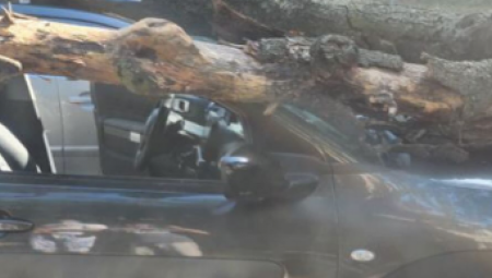 DRAMA U ŽELEZNIKU! Stablo palo na automobil dok se čovek isparkiravao! (FOTO)