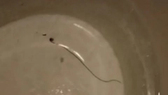 SIPALI VODU DA POPIJU KAD JE ODJEDNOM NEŠTO POČELO DA SE POMERA! Panika u Bujanovcu! (VIDEO)