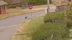 UZNEMIRUJUĆI SNIMAK IZ SOPOTA Bahati vozač pregazio psa, a zatim... Užasavajuće!