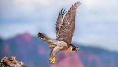 MLADI SURI ORAO RANIO 4 OSOBE, UKLJUČUJUĆI 20-MESEČNO DETE: "Mislim da je to ista ptica, ima poremećaj ponašanja"