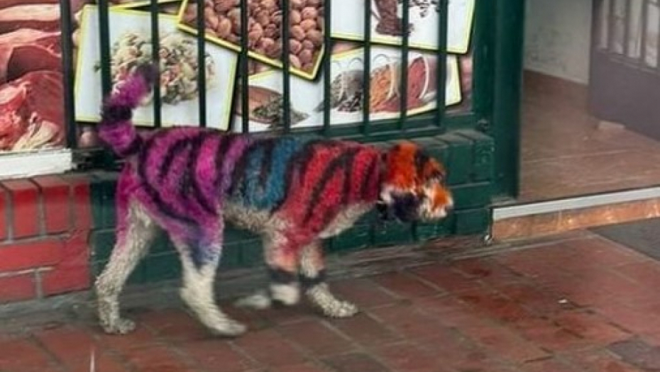 UŽAS! Beogradom šeta pas obojen sprejom, neko se baš "potrudio" da bude destruktivan