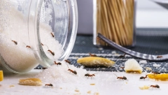 POTREBNA VAM JE SAMO OVA NAMIRNICA I MRAVI ĆE BEŽATI KAO LUDI Trik provereno radi, a ne košta ni 35 dinara