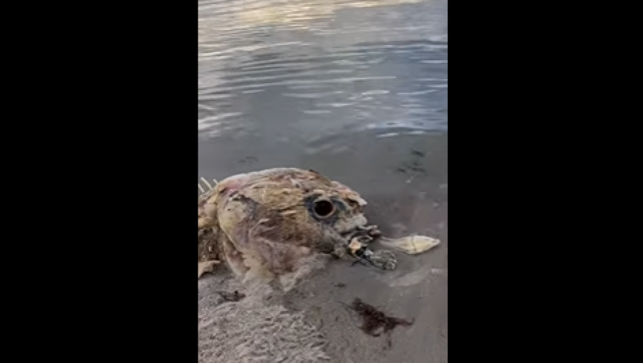 "BILA SAM U ŠOKU, BAŠ JE STRAŠNO" Žena (42) naišla na jezivo biće, svi se pitaju: Šta je ovo?! (VIDEO)