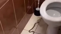 DEVOJKA IZ VALJEVA SNIMILA ZMIJU U TOALETU Jezivi snimak, zavukla se iza WC šolje