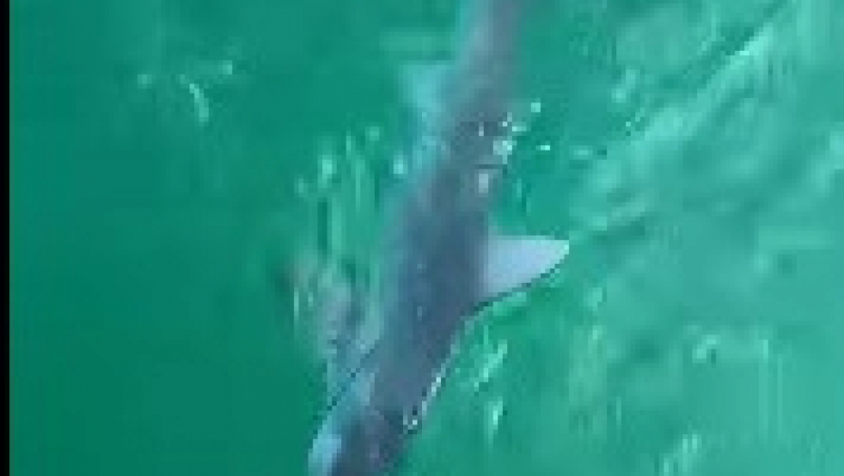 SEKUNDA UŽASNOG SUSRETA Gigantsko stvorenje progutalo ajkulu u jednom zalogaju