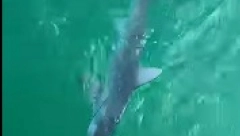 SEKUNDA UŽASNOG SUSRETA Gigantsko stvorenje progutalo ajkulu u jednom zalogaju