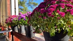 SAD JE VREME DA ZASADITE ZIMSKE RUŽE Ova biljka će cvetati od novembra do aprila, uz jednu malu caku