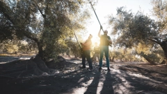 ZOVU JE "TEČNIM ZLATOM" Čak i od otpada ove biljke pravi se „superhrana“