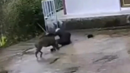 DIVLJA ZVER SKOČILA NA ČOVEKA Oborila ga na beton pa mu pocepala odeću, borio se da izvuče živu glavu! (VIDEO)