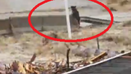 PRESTRAVLJENI VUČJAK SE HRABRO BORIO SA BUJICOM ALI.. Odnela ga je voda, ovaj snimak će dirnuti svakoga (VIDEO)