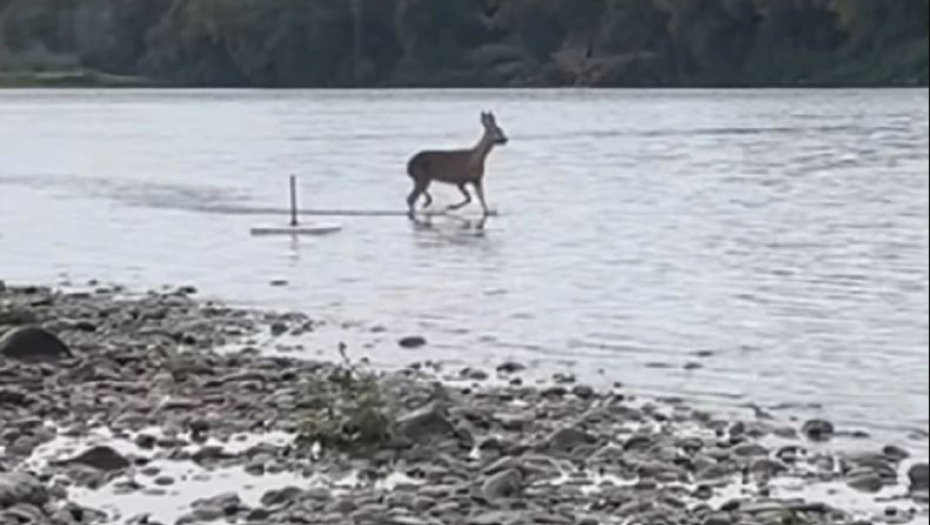 NESTVARAN PRIZOR NA DRINI Radoznala srna doskakutala pravo ispred kamere ribolovca (VIDEO)