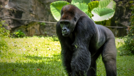 MAJMUNI U BORBI PROTIV VIRUSA Ova vrsta ima mogućnost da pomogne u otkrivanju novih lekova, tvrde naučnici